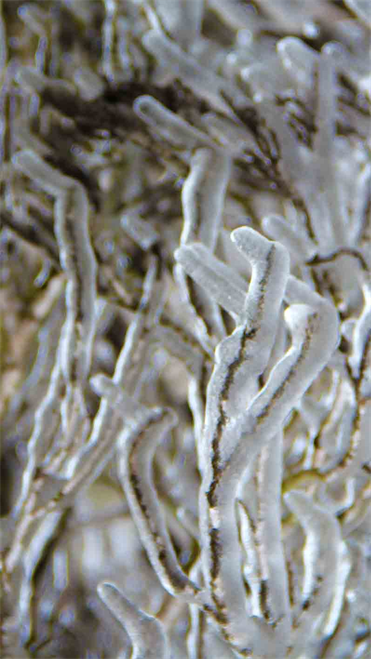 Natural Art Dapacu