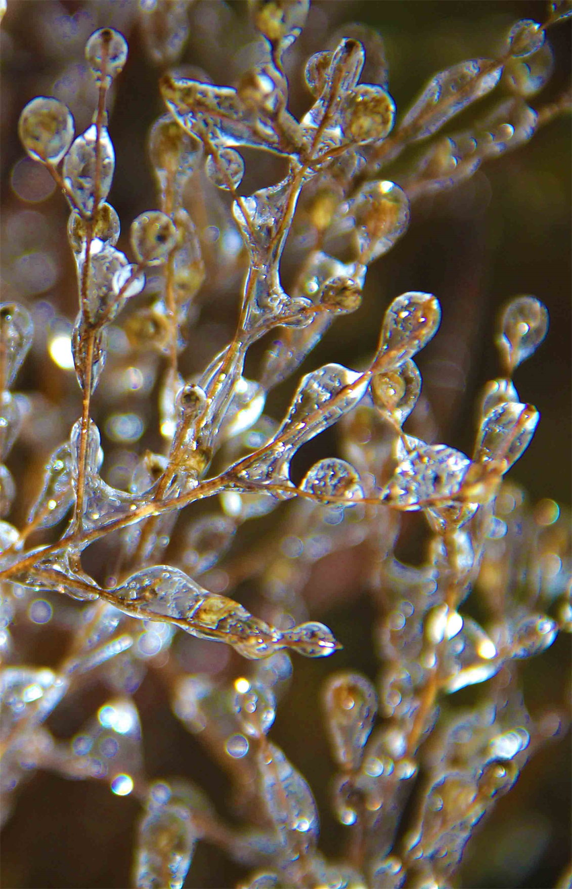 Jewel Melting