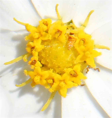 Earth Flowers