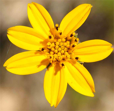 World Flora