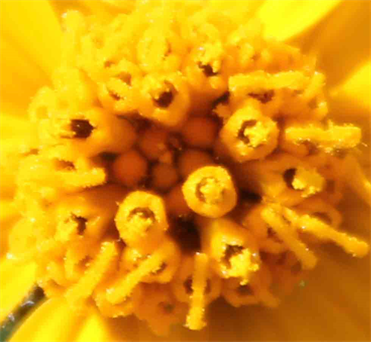 Macro Photography