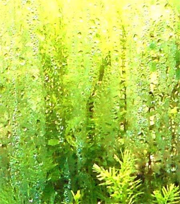 Natural Artist