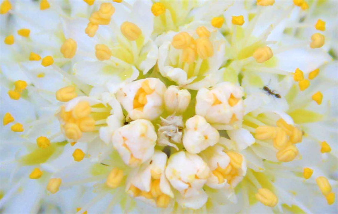 The Pictures Of Flowers By Artist Dapacu